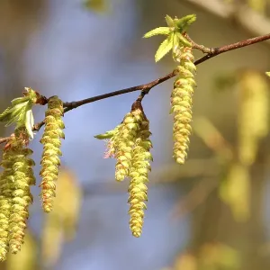 Seeds of the hornbeam in spring Seeds of the hornbeam in spring