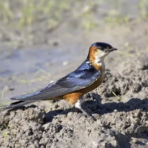 Senegal swallow, (Hirundo senegalensis) swallow collects nesting material Senegal swallow, (Hirundo senegalensis) swallow collects nesting material