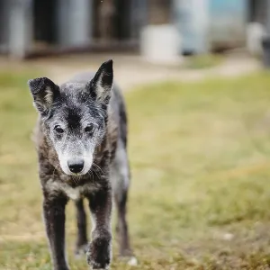 A senior dog walking on grass with a focused expression A senior dog walking on grass with a focused expression