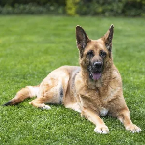 Senior German Shepherd dog resting on grass Senior German Shepherd dog resting on grass