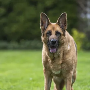 Senior German Shepherd dog resting on grass Senior German Shepherd dog resting on grass