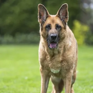Senior German Shepherd dog resting on grass