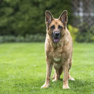 Senior German Shepherd dog resting on grass