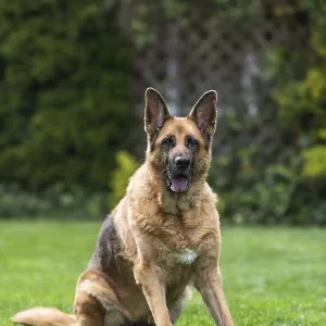 Senior German Shepherd dog resting on grass Senior German Shepherd dog resting on grass