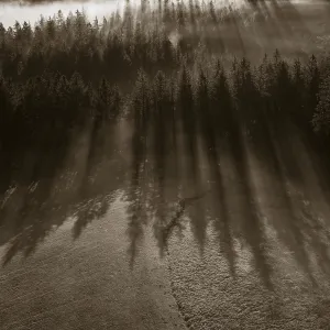 Sepia-coloured, spruce forest in morning fog with flares
