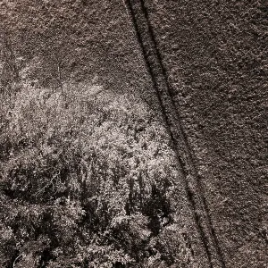 Sepia colours, autumnal deciduous forest with meadow path