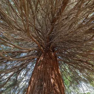 Sequoia tree (Sequoioidea), view from below into the crown