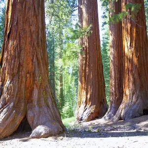 Sequoias Bachelor and three Graces in Mariposa Grove at Yosemite National Park California Sequoias Bachelor and three Graces in Mariposa Grove at Yosemite National Park California