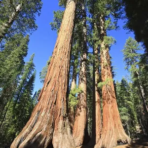 Sequoias in Foresta, Yosemite West Sequoias in Foresta, Yosemite West