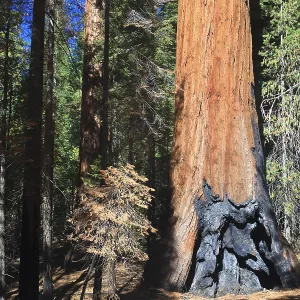 Sequoias in Foresta, Yosemite West