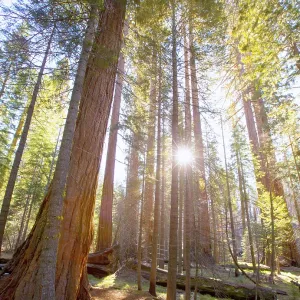 Sequoias in Mariposa grove at Yosemite National Park California Sequoias in Mariposa grove at Yosemite National Park California
