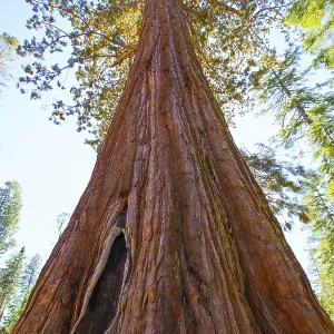Sequoias in Mariposa grove at Yosemite National Park California Sequoias in Mariposa grove at Yosemite National Park California