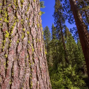 Sequoias in Mariposa grove at Yosemite National Park California Sequoias in Mariposa grove at Yosemite National Park California