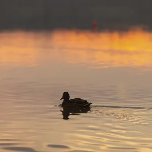 A serene and calm scene of a duck gracefully gliding across the tranquil waters at sunset A serene and calm scene of a duck gracefully gliding across the tranquil waters at sunset