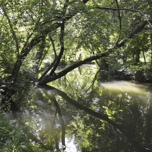 A serene forest river scene with trees reflecting in the water and sunlight filtering through the leaves