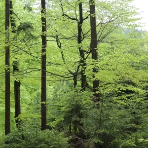 Serene forest scene with tall trees and lush green foliage creating a peaceful atmosphere Serene forest scene with tall trees and lush green foliage creating a peaceful atmosphere