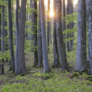 The setting sun shines through the rows of trees in the forest with green leaves