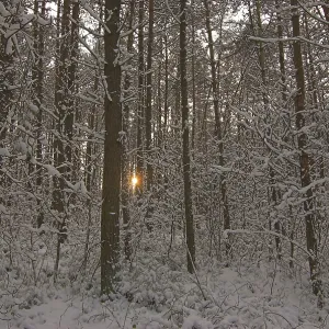 Setting sun shines through the trees of snow covered woods
