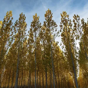 The setting sun shining through a forest of European Aspen (Populus tremula) in autumnal colours