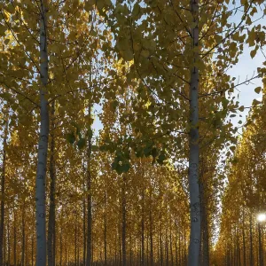 The setting sun shining through a forest of European Aspen (Populus tremula) in autumnal colours The setting sun shining through a forest of European Aspen (Populus tremula) in autumnal colours