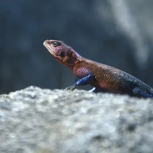 Settler's agama (Agama agama)