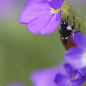 Seven-spot ladybird (Coccinella septempunctata) sitting on a blue cushion (Aubrieta) flower