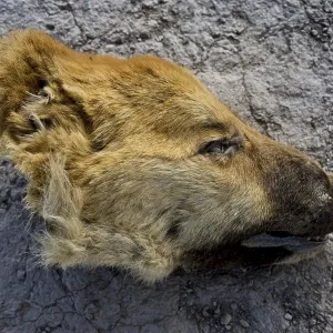 Severed dog head, animal cruelty in Tajikistan