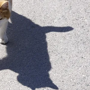 Shadow of a cat, Germany, Europe