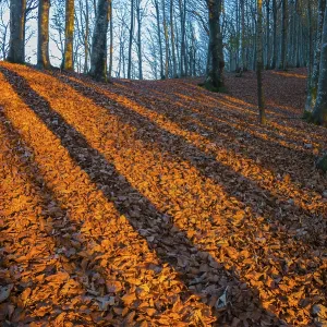 Shadows of trunks on autumn leaves in evening light Shadows of trunks on autumn leaves in evening light