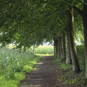 A shady forest path, lined with tall trees and surrounded by green vegetation A shady forest path, lined with tall trees and surrounded by green vegetation