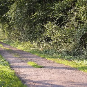 A shady forest path, surrounded by trees and dense greenery A shady forest path, surrounded by trees and dense greenery