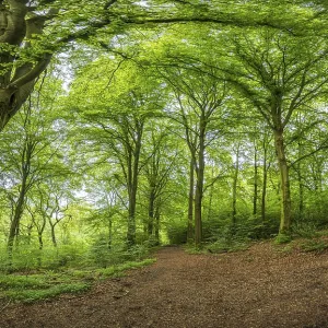 A shady forest path winds through lush green trees A shady forest path winds through lush green trees