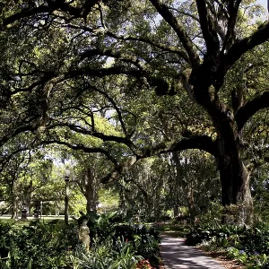 Shady path under large, sprawling trees, zero