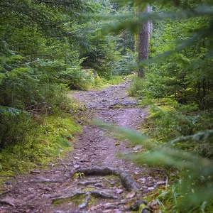 A shady path leads through a lush green forest