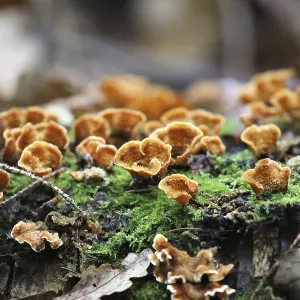 Shaggy layer fungus (Stereum hirsutum) Shaggy layer fungus (Stereum hirsutum)