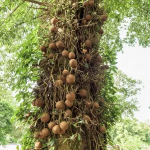 Shala tree or Sal tree (Shorea robusta) and its fruits