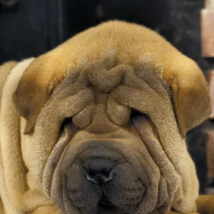 Shar-Pei dog, puppy sleeping