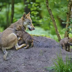 She-wolf lying in the forest with puppies and showing care