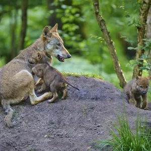 She-wolf with two puppies sitting in the forest showing care