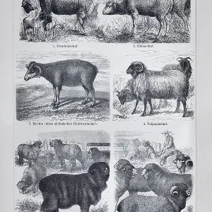 Sheep breeds, Franconian sheep Sheep breeds, Franconian sheep