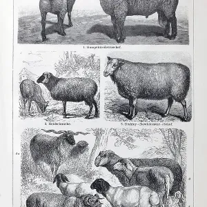 Sheep breeds, Hampshire Down, Heidschnucke moorland sheep Sheep breeds, Hampshire Down, Heidschnucke moorland sheep