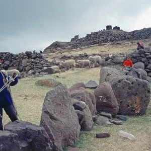 Sheep and children at the Sillustani ruins on Lake Umayo near Puno