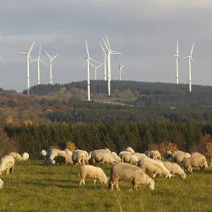 Sheep grazing in front of wind turbines in Waigandshain Sheep grazing in front of wind turbines in Waigandshain