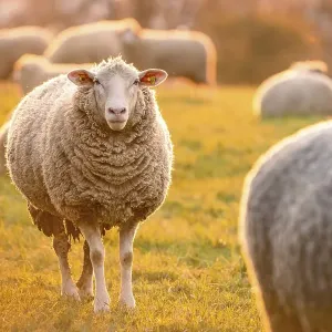 Sheep in the light of the evening sun Sheep in the light of the evening sun