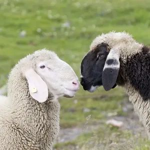 Two sheep on a meadow, National Park Hohe Tauern Two sheep on a meadow, National Park Hohe Tauern