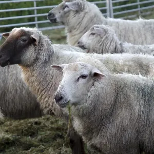 Sheep (Ovis gmelini aries), domestic animal