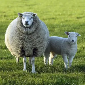 Sheep (Ovis) with lamb in a meadow Sheep (Ovis) with lamb in a meadow