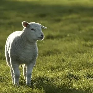 Sheep (Ovis), lamb standing in a meadow Sheep (Ovis), lamb standing in a meadow