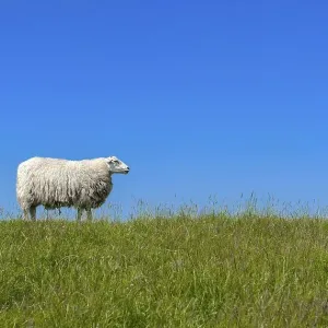 Sheep (Ovis orientalis aries) standing on a dike Sheep (Ovis orientalis aries) standing on a dike