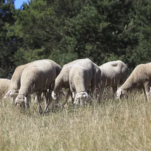 Sheep on the pasture, here in Franconian Switzerland